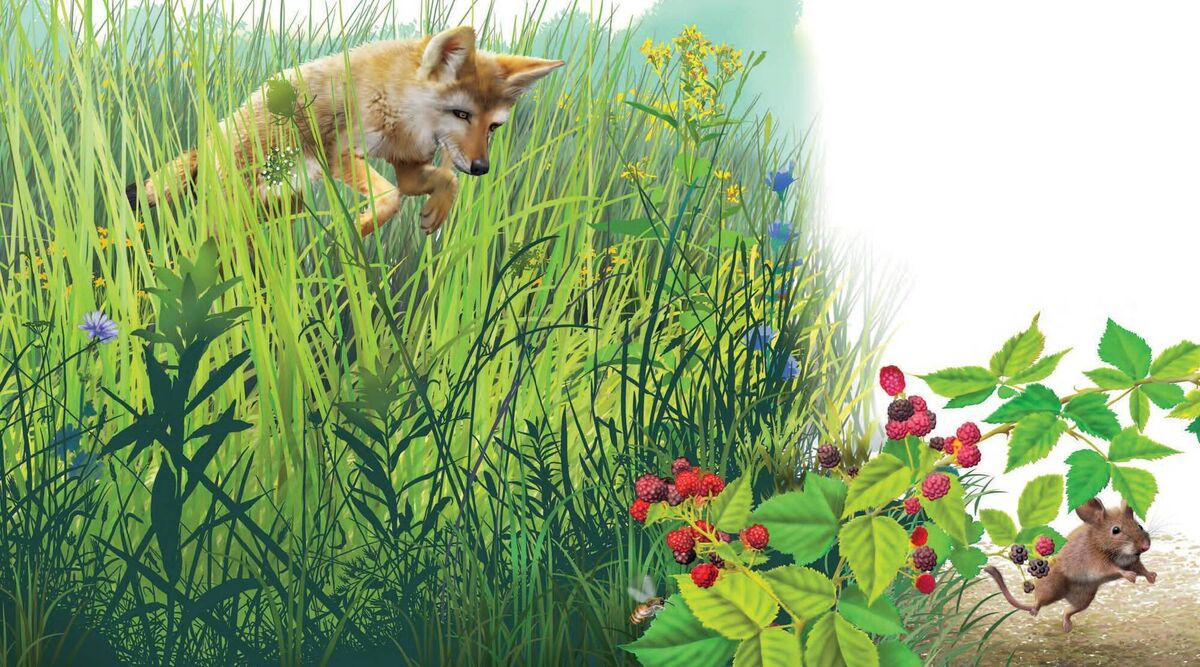 The stunningly beautiful, true-to-life illustrations in 'Coyotes Wild Home' are by Paul Mirocha