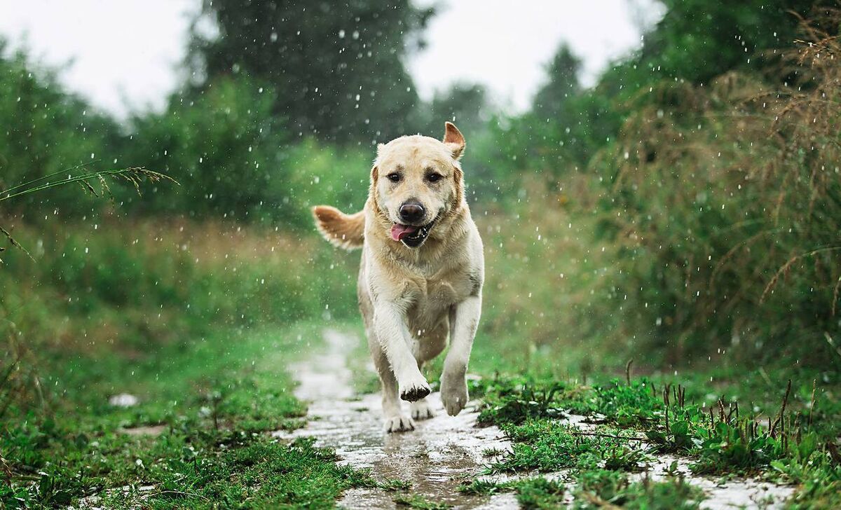 'On our long walks I tell [Skellig] about my past life and how I went wrong but how I’m now in recovery and I love my dog, one day at a time.'