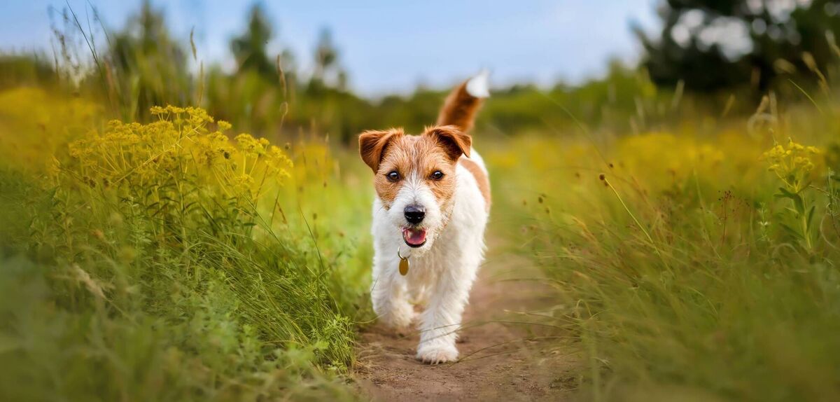 'My memory of dogs at home begins some time after that accident. We had a succession of these mutts in the family...' 'My memory of dogs at home begins some time after that accident. We had a succession of these mutts in the family...'