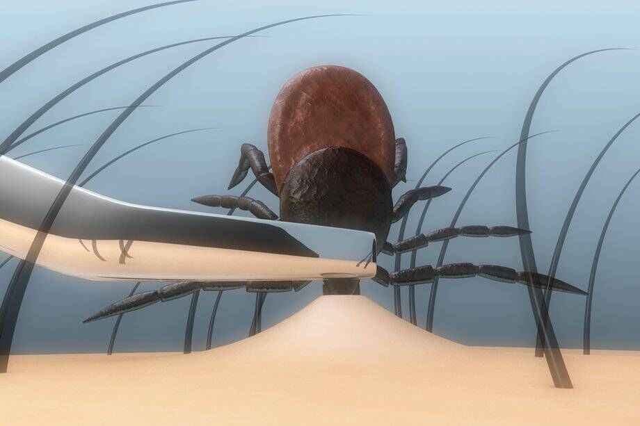 Lyme disease is usually easier to treat if it's diagnosed early. How to remove a tick. Picture: How to remove a tick — HSE 