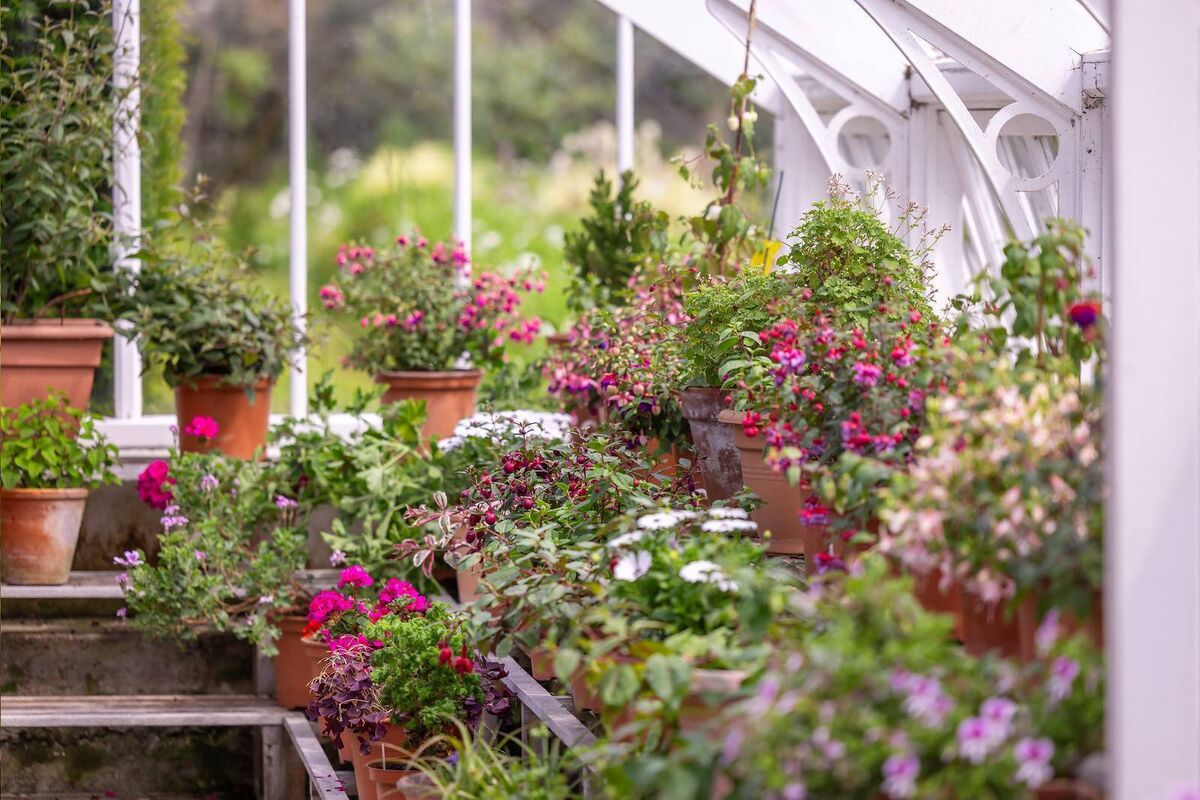 Inside a glass house at Birr Castle, Co Offaly. Picture: Paul Moore