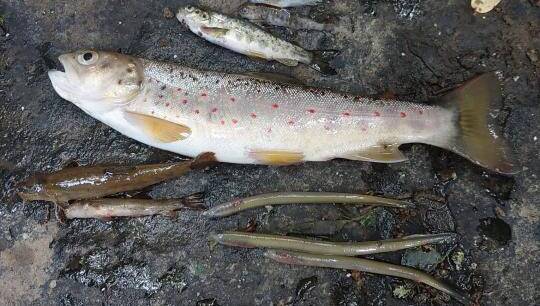 North Cork fish kill may spark legal proceedings over suspected chemical spill