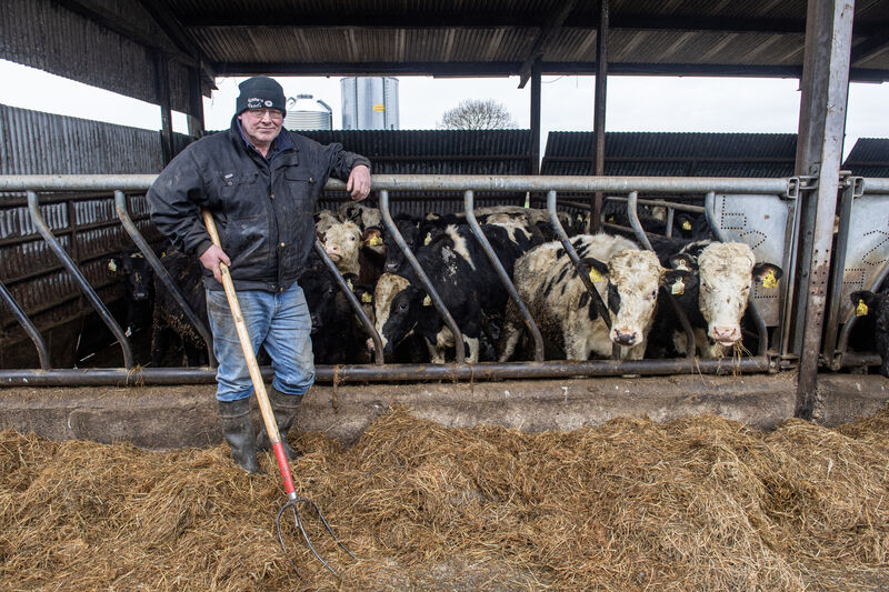 I will begin to weigh all groups of cattle from now on and will target the biggest most forward Friesian steers for feeding at grass to target an October finish off grass.