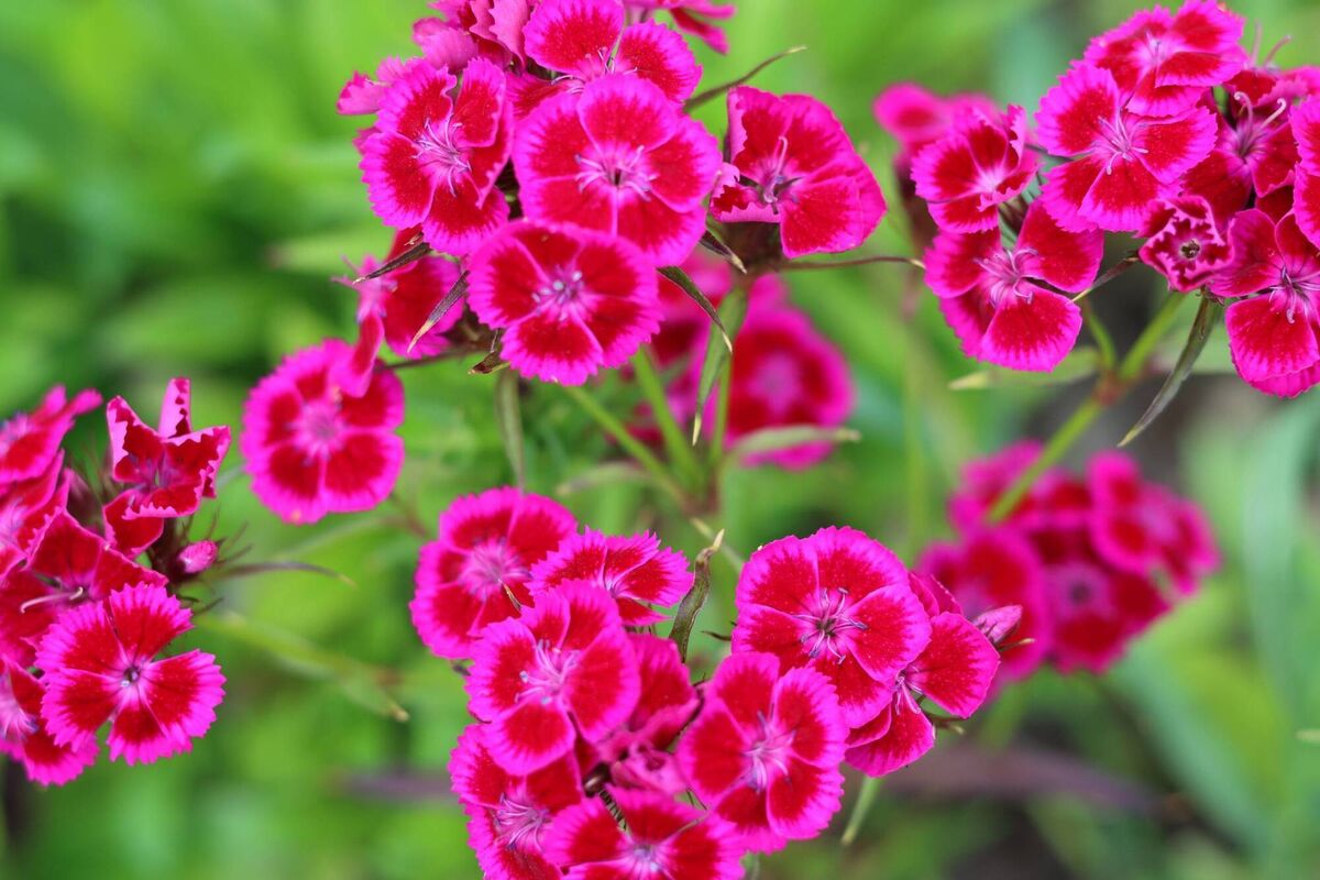 Deep pink dianthus, or sweet william flowers.