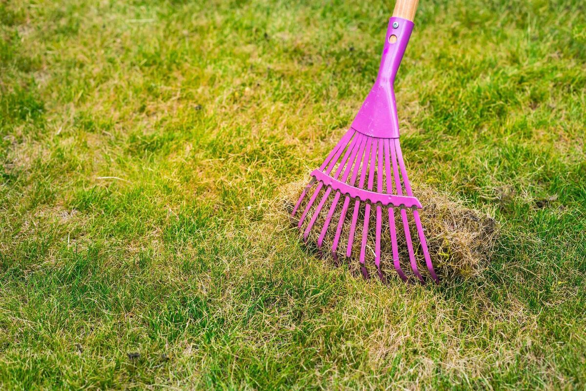Scarify your lawn.