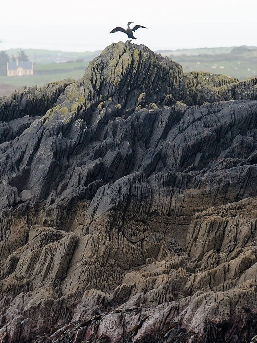 A cormorant drying its wings perched at the top of a rock along the West Cork coastline. Picture: Denis Minihane