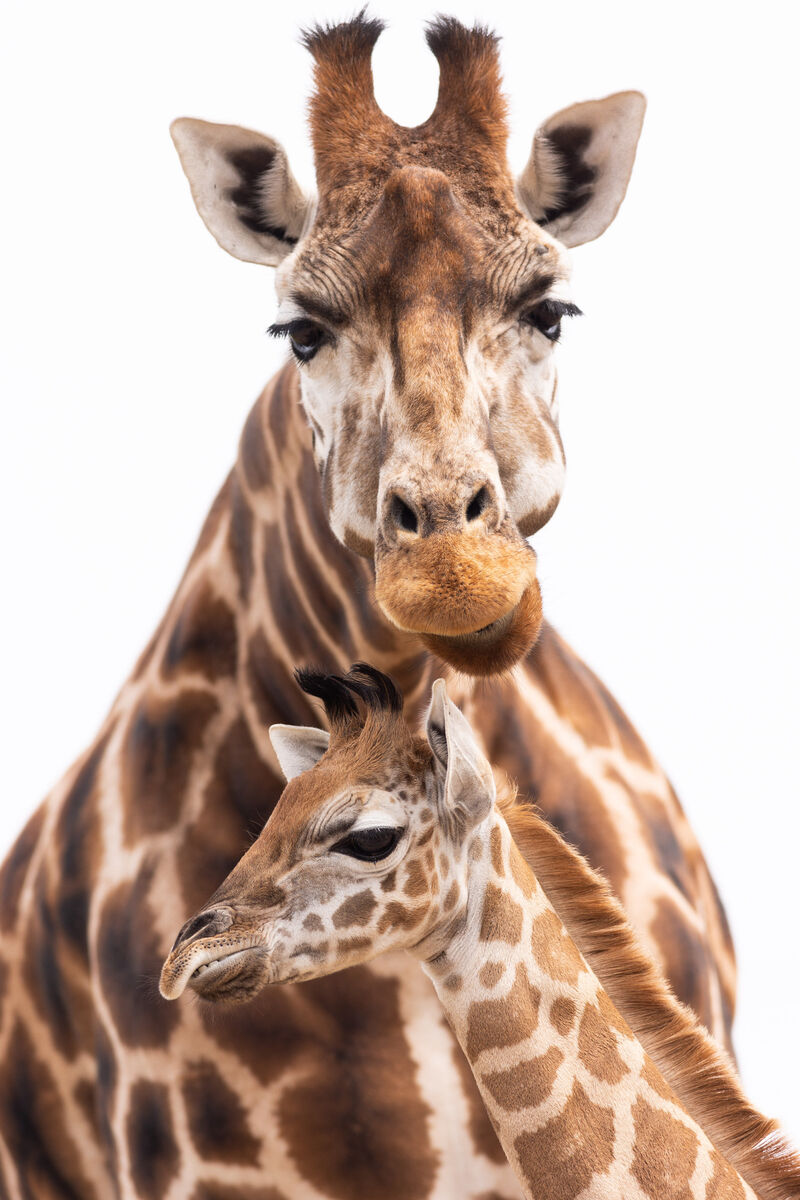 A female baby Rothschild’s giraffe, whose direct lineage, her great great grandmother Frisky, was a member of the founding herd at Fota Wildlife Park. Picture: Darragh Kane A female baby Rothschild’s giraffe, whose direct lineage, her great great grandmother Frisky, was a member of the founding herd at Fota Wildlife Park. Picture: Darragh Kane