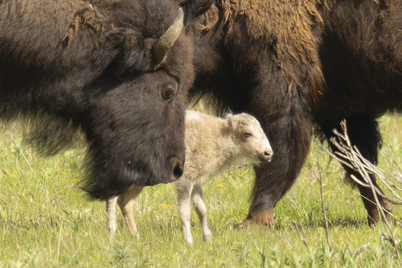 Native American ceremony celebrates birth of white buffalo calf in Yellowstone