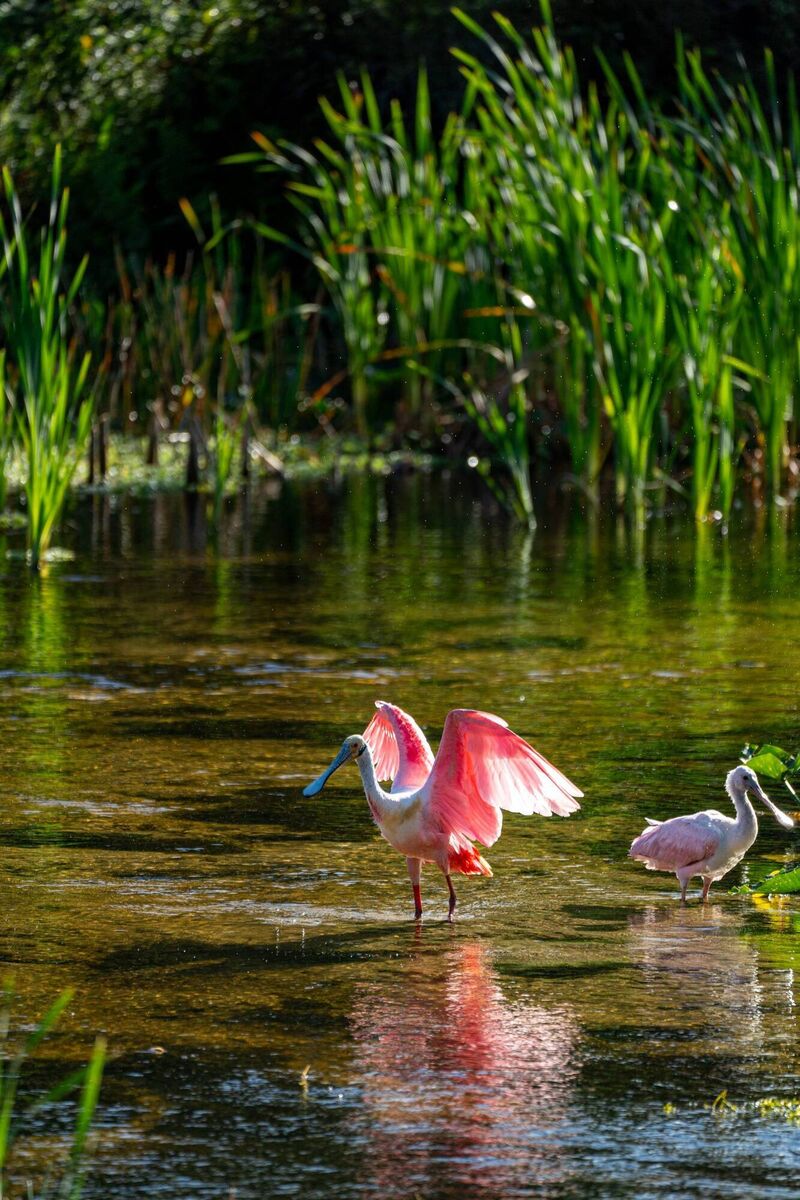 The beautiful roseate spoonbill in the natural surroundings of Orlando Wetlands Park in central Florida.