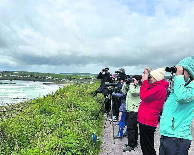 Whale watching in Co Mayo.