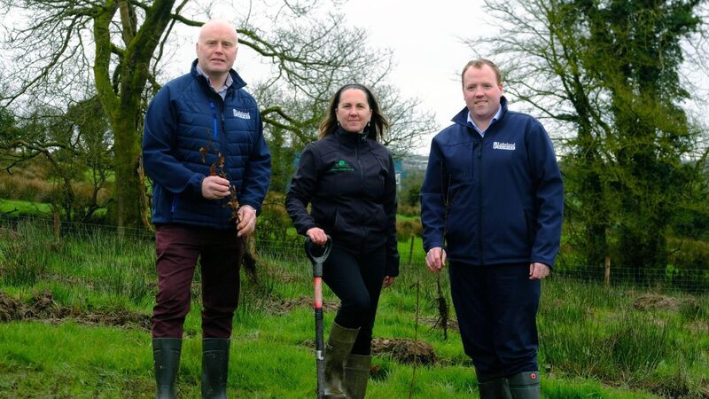 Lakeland to plant 5,000 native trees