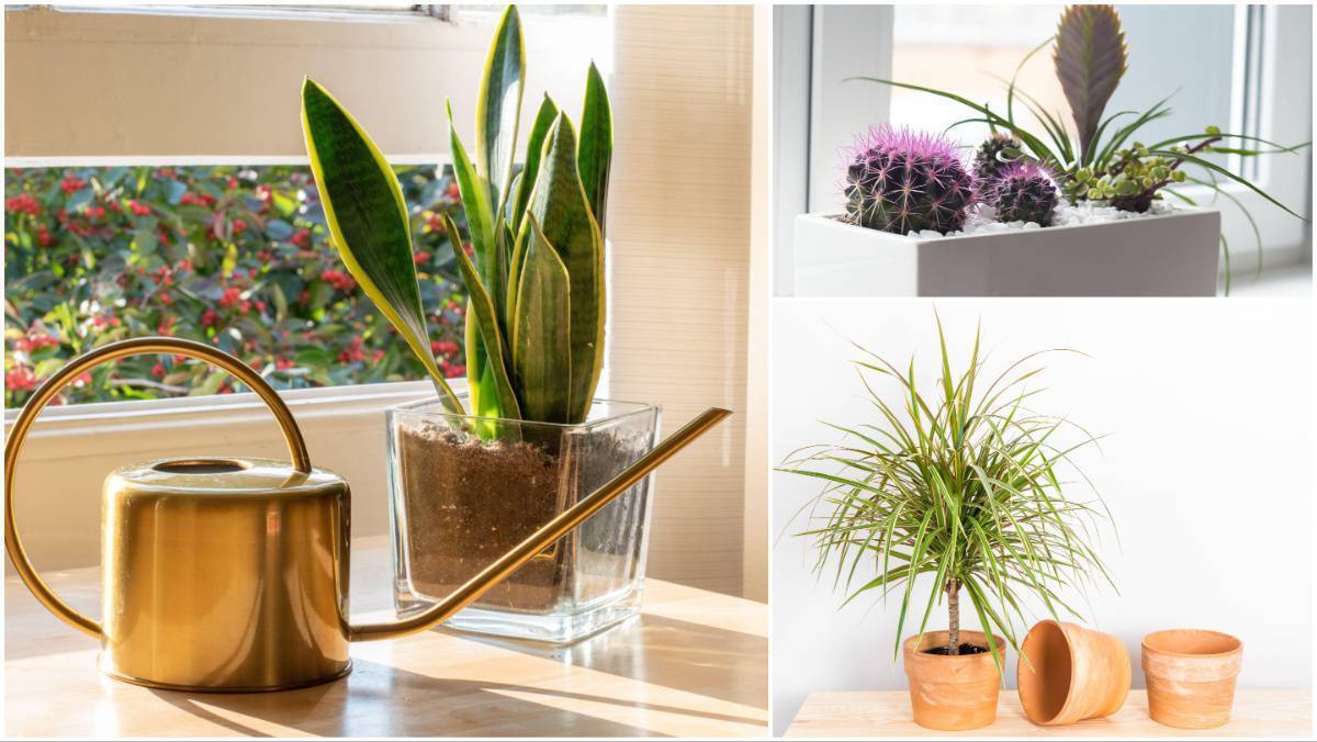 Seven super houseplants that are almost impossible to kill