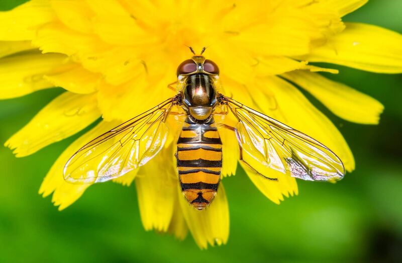 Hoverflies are active in the garden at the moment. Hoverflies are active in the garden at the moment.