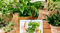 How tech and AI can help keep your garden blooming