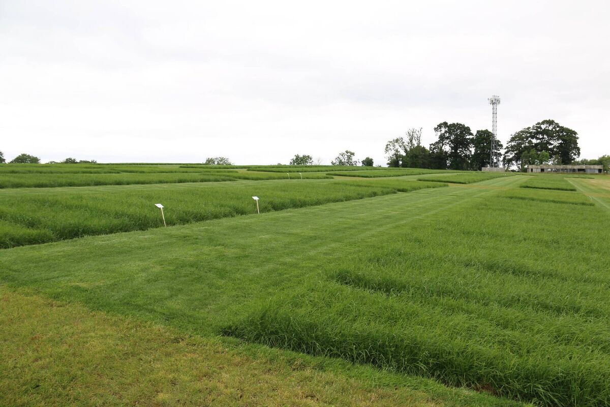 The plots at AFBI's site at Loughgall.