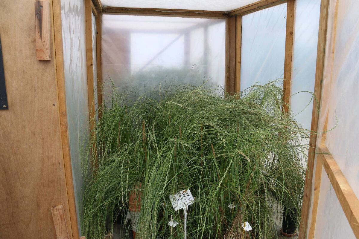 The half-sib breeding stage of the programme.