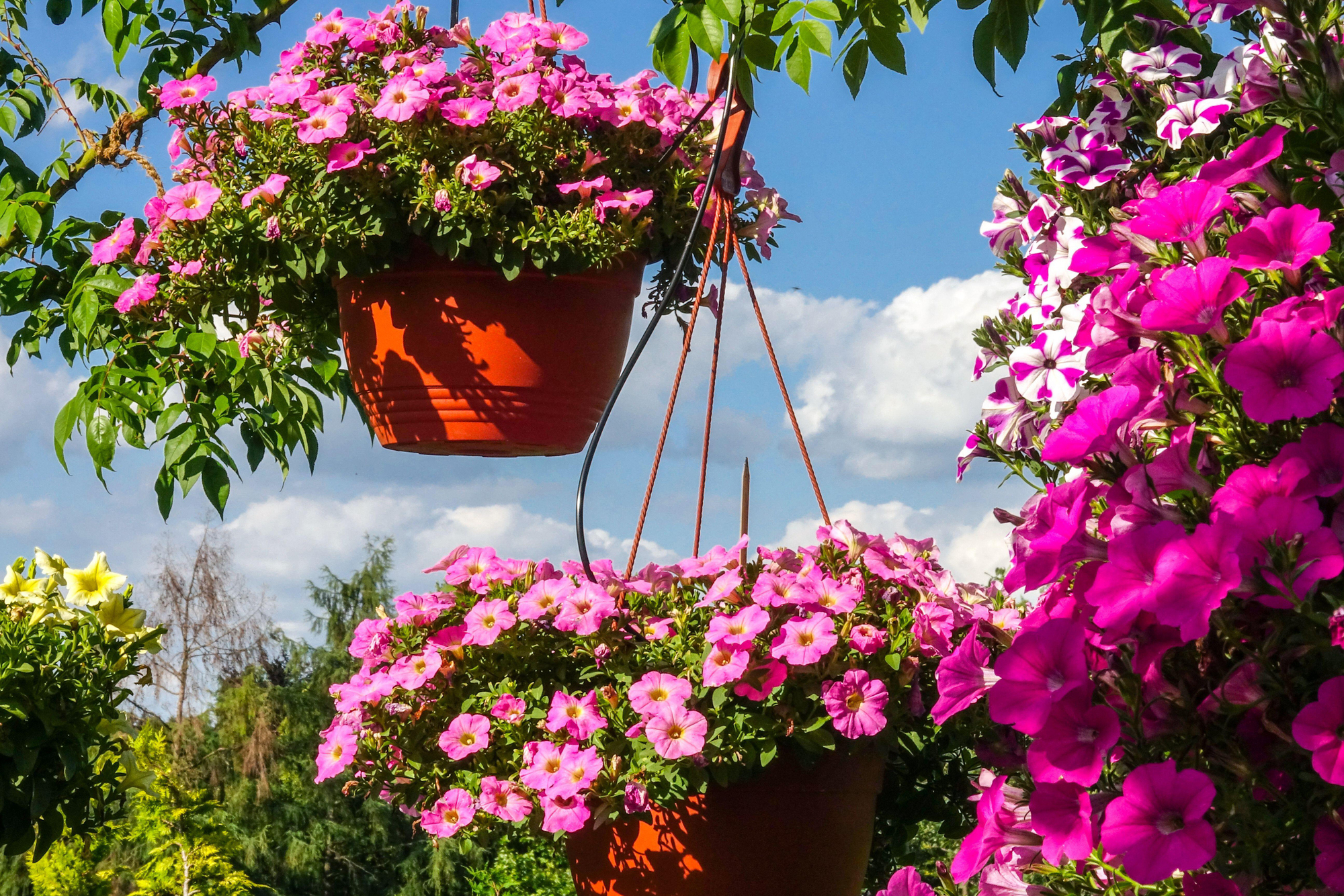 Tracking device in Cork village's hanging baskets traced them to home of Carrigaline woman