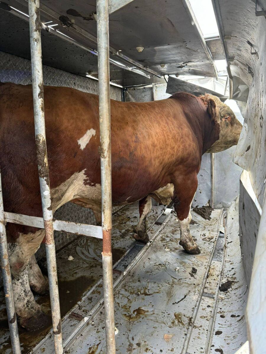 The bull remained remarkably calm and docile despite being trapped inside the locked and damaged trailer after the incident in Little Island on Sunday evening. 