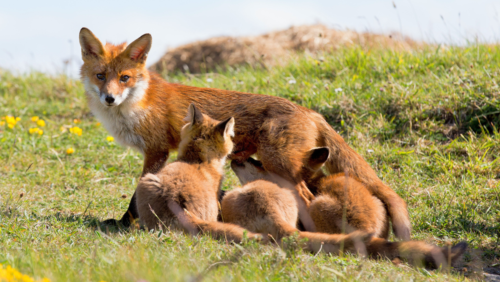 A vixen suckling her three fox cubs in early morning light on Sherkin Island, Co Cork. Picture: Robbie Murphy/Provision