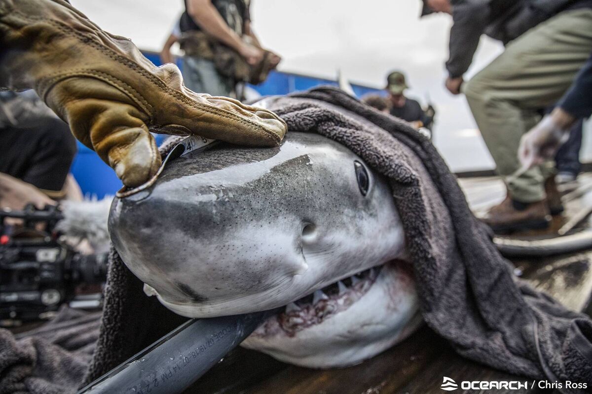 Researchers collect data from a white shark, with the animal's welfare a key consideration. Picture: OCEARCH/ Chris Ross Researchers collect data from a white shark, with the animal's welfare a key consideration. Picture: OCEARCH/ Chris Ross