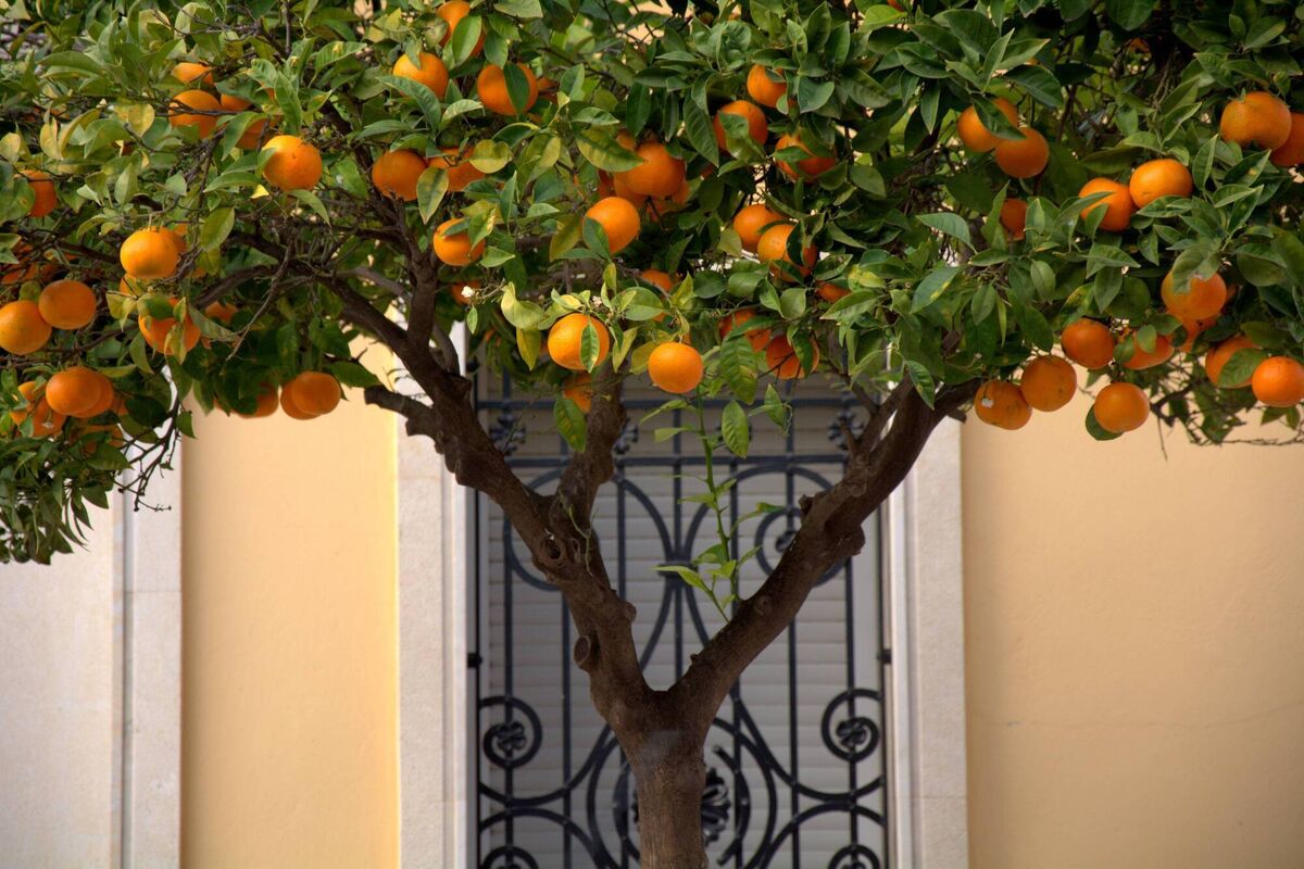 Ornamental orange trees, with ripe oranges in the streets of a small town in Valencia