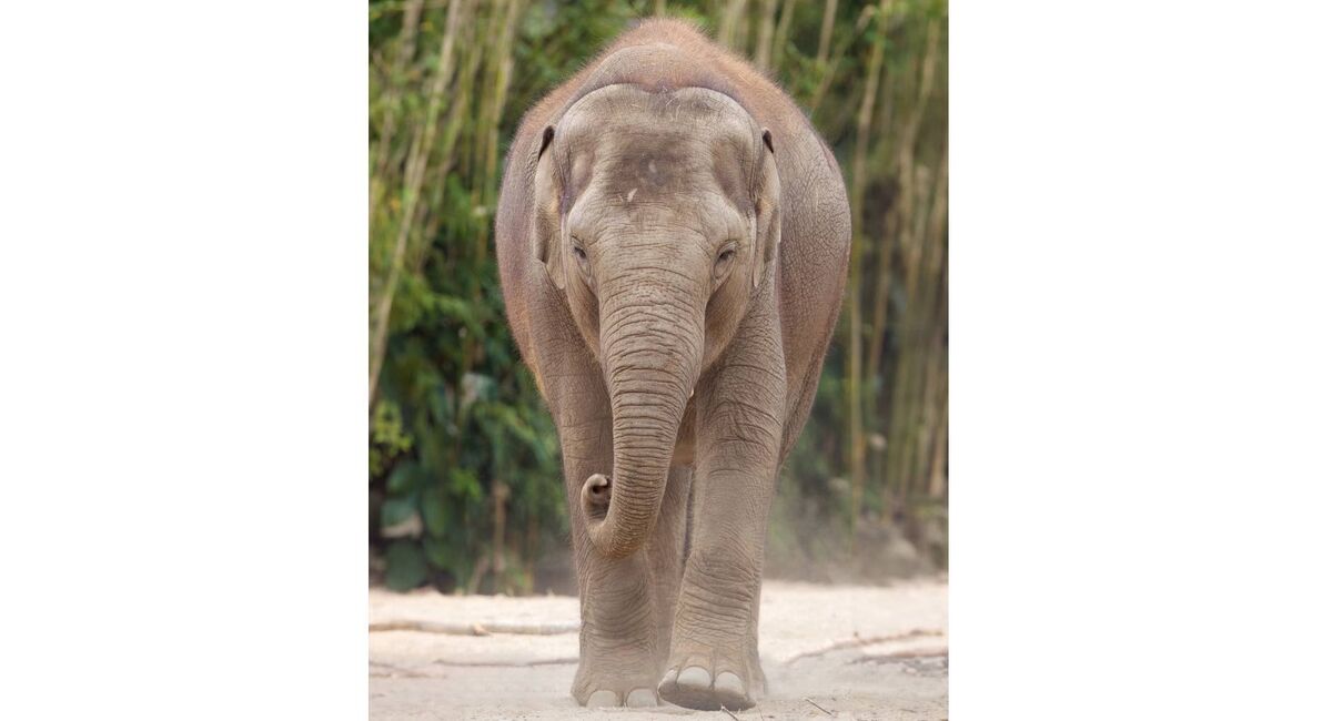 Seven-year-old elephant Zinda died last week.