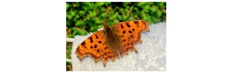 Comma butterfly, Cork Comma butterfly, Cork