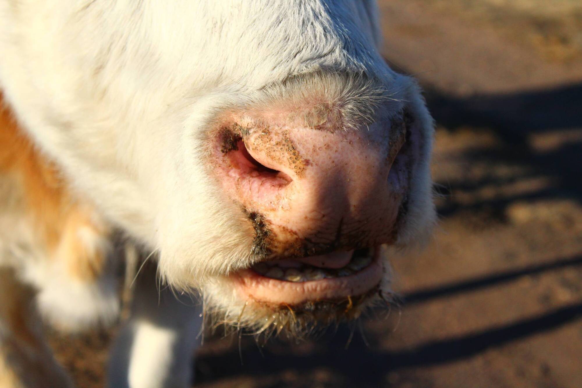 Lungworm strikes again - 'Reinfection Syndrome' explained