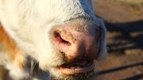 Cow's snout nose close-up
