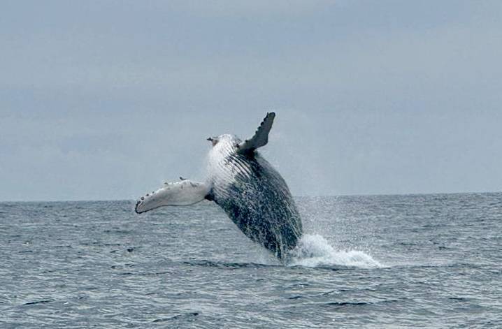 Watch: Humpback whales put on a show off the coast of Kerry