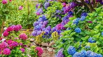A beautiful summer garden, featuring a spectacular display of vibrant blue, pink and purple hydrangea flowers.