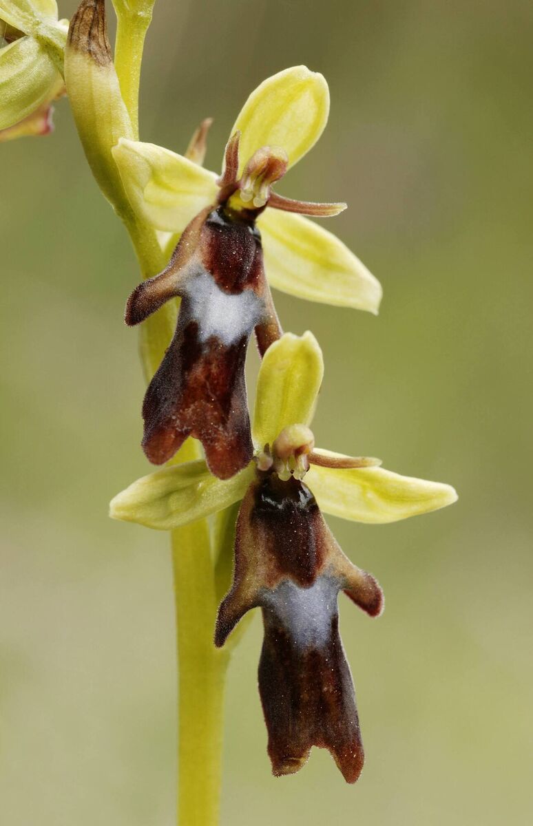 The beautiful and delicate Fly Orchid. Photograph by Mike Brown from his book 'Images of Irish Nature'