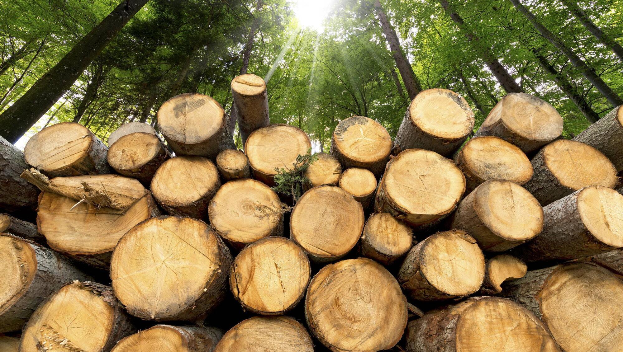Farmers 'no longer view forestry as a safe investment' says new IFA chairman 