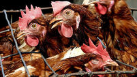 Bird flu discovered at Dutch farm