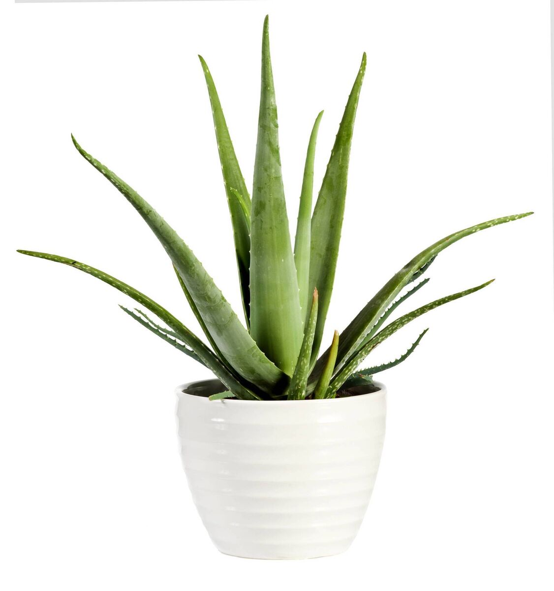 An aloe vera plant An aloe vera plant