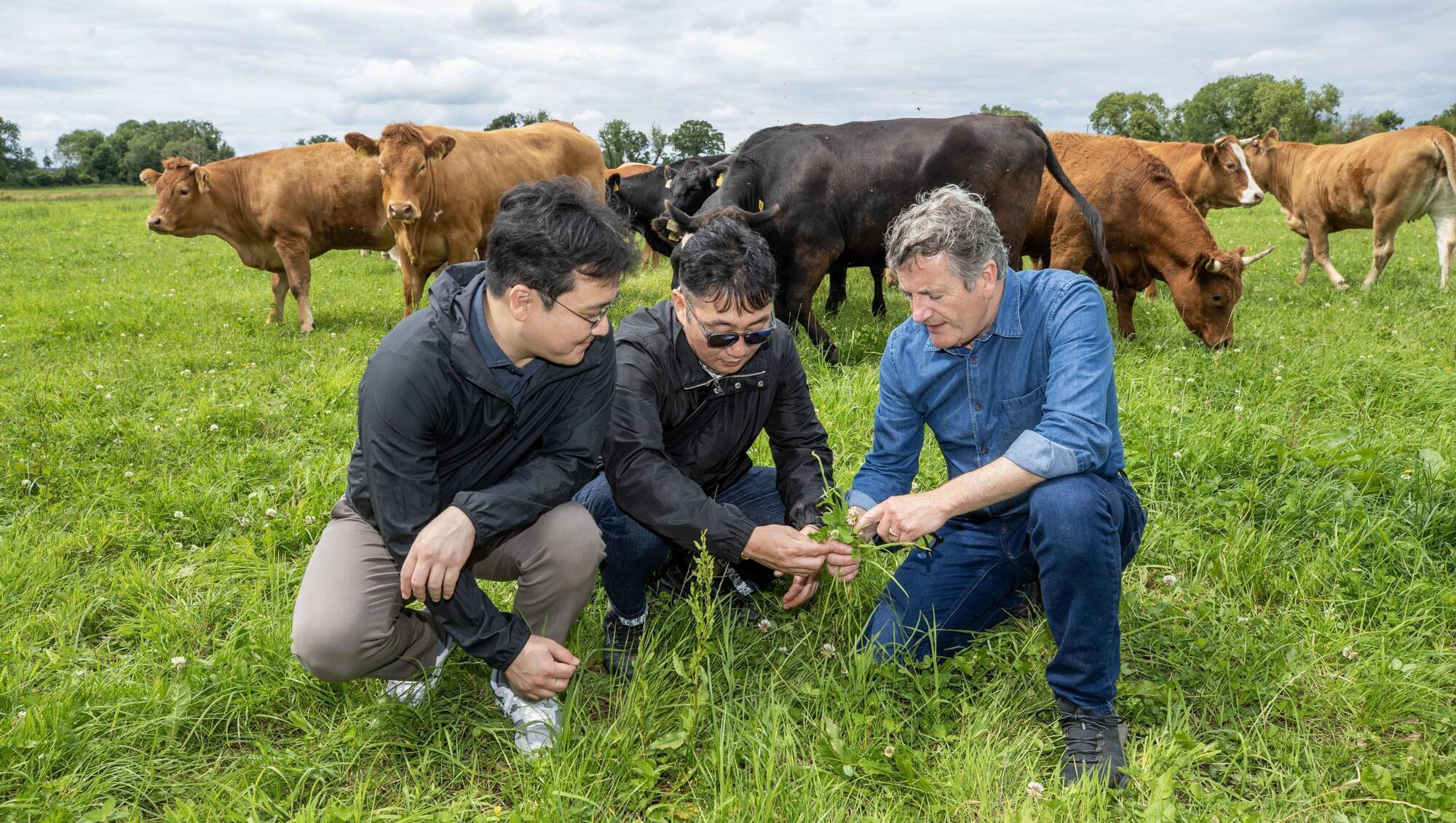 'Strong and immediate' interest from the Korean trade in Irish beef