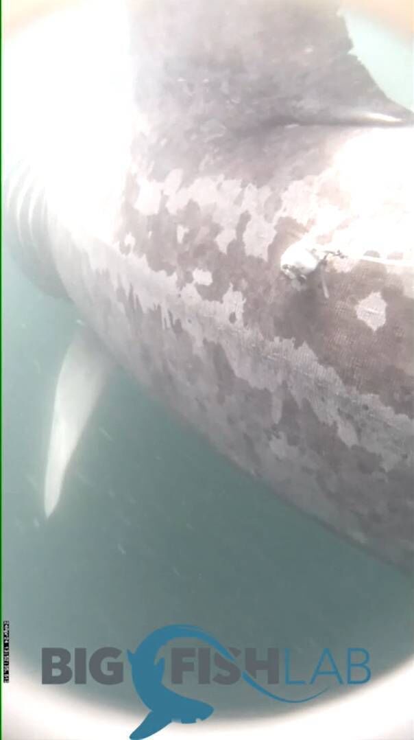 Big Fish Lab basking shark wearing an 'animal-borne camera and inertial measurement unit'
