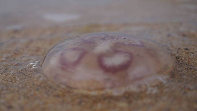 <p>Close up view of a moon jellyfish</p>