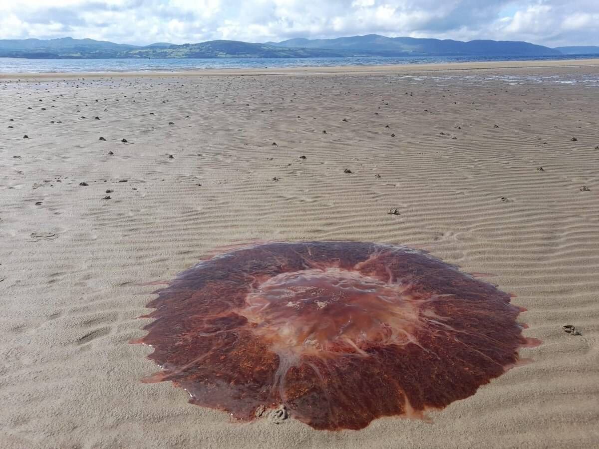 Lion's Mane jellyfish.  Picture: Cork County Council Beachguards