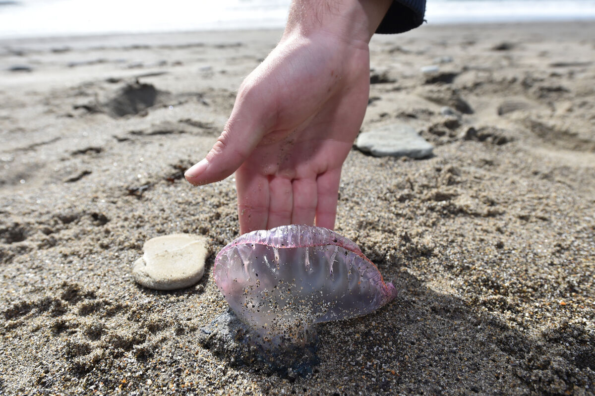 Portuguese Man O’War. Picture: Dan Linehan Portuguese Man O’War. Picture: Dan Linehan