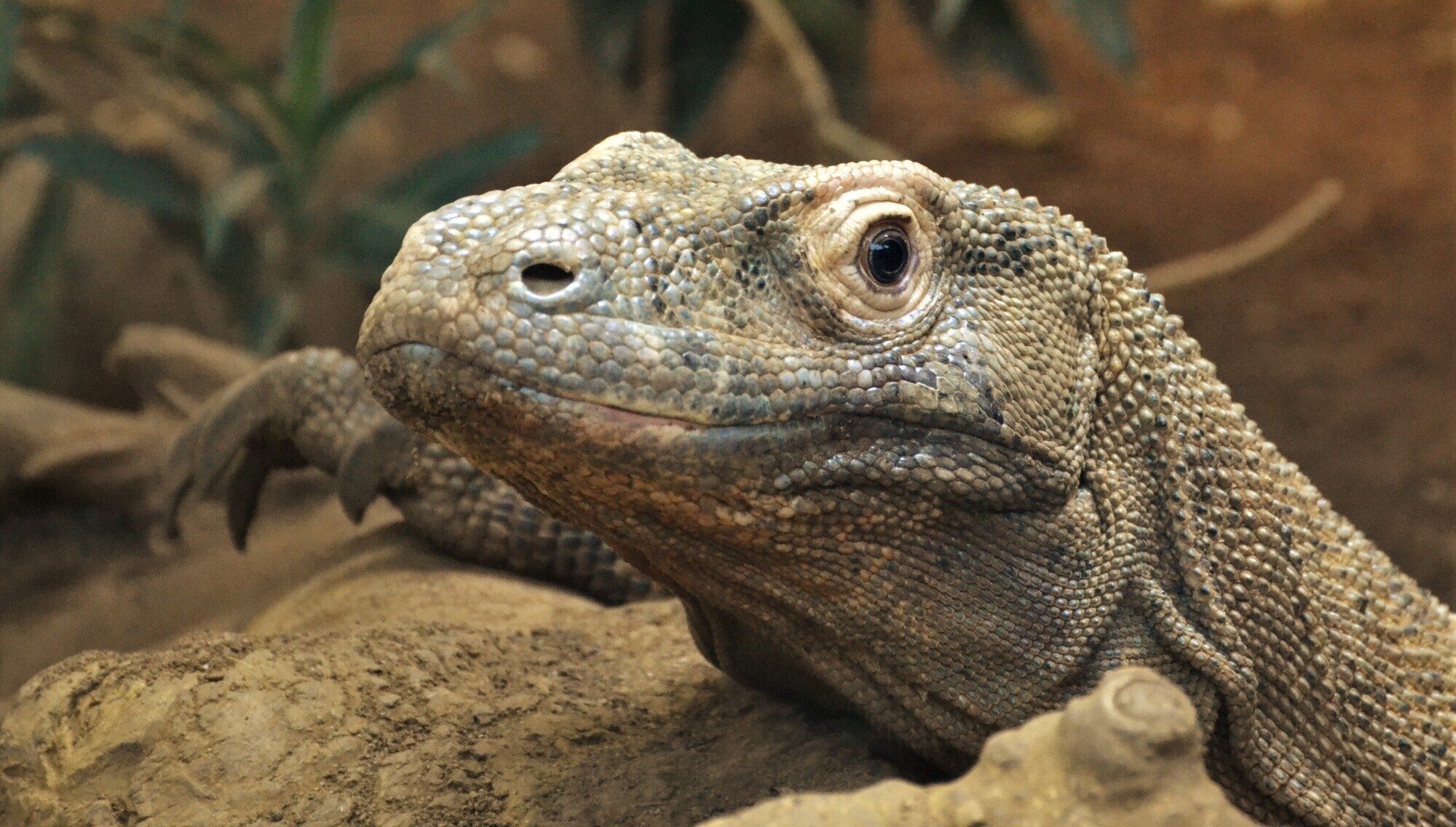 Komodo dragons have iron-coated teeth to help rip and tear prey, say scientists