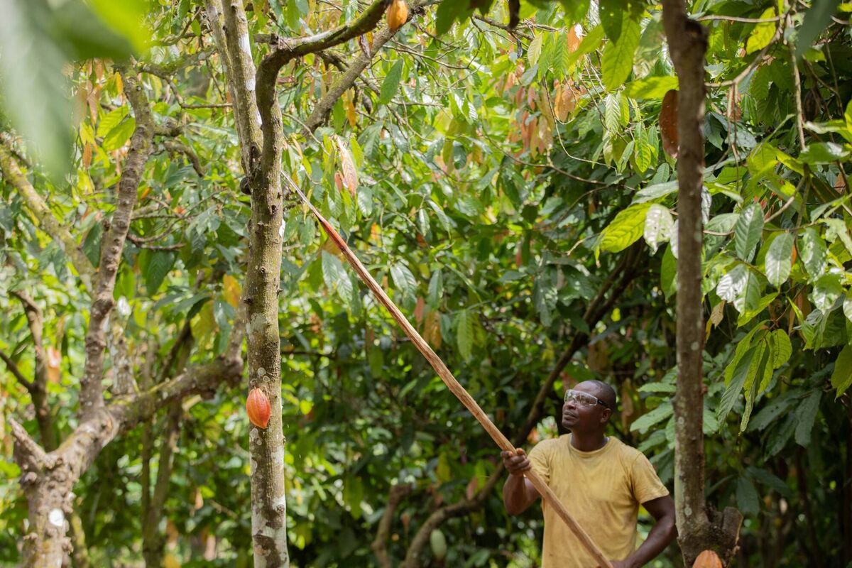 The programme also promotes better farming techniques, including more effective pruning of trees to increase crop yields.
