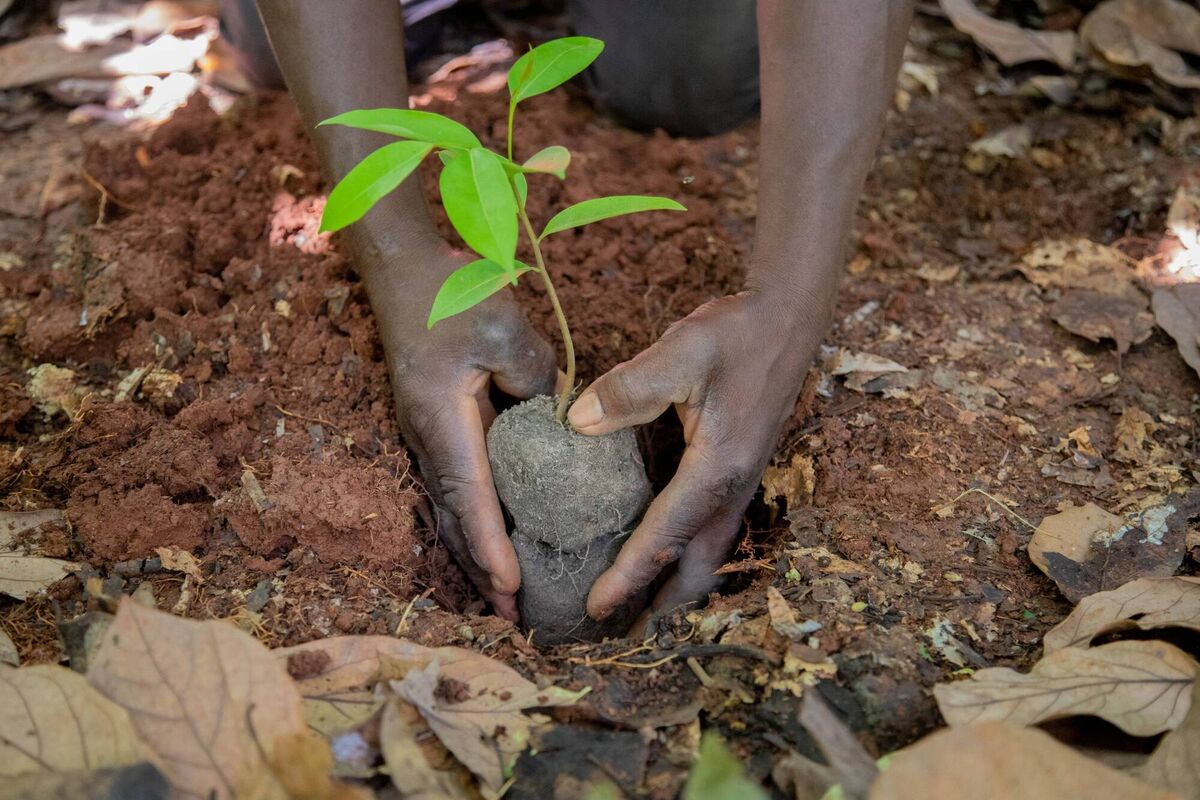 Nestlé tracks the entire journey of cocoa beans sourced from its income accelerator programme from group of farmers to factory, adhering to the highest traceability standards.