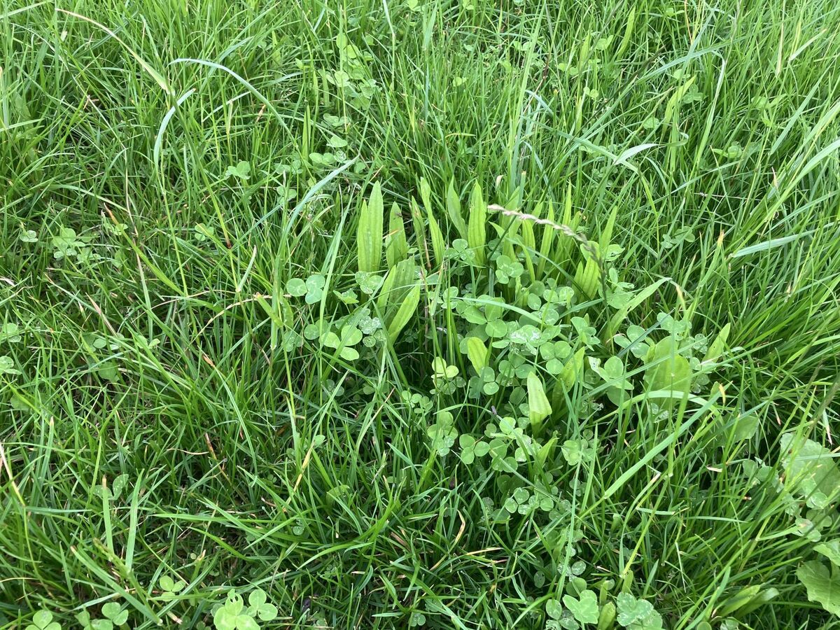 Sean's swards oversown with clover and plantain are coming on rightly.