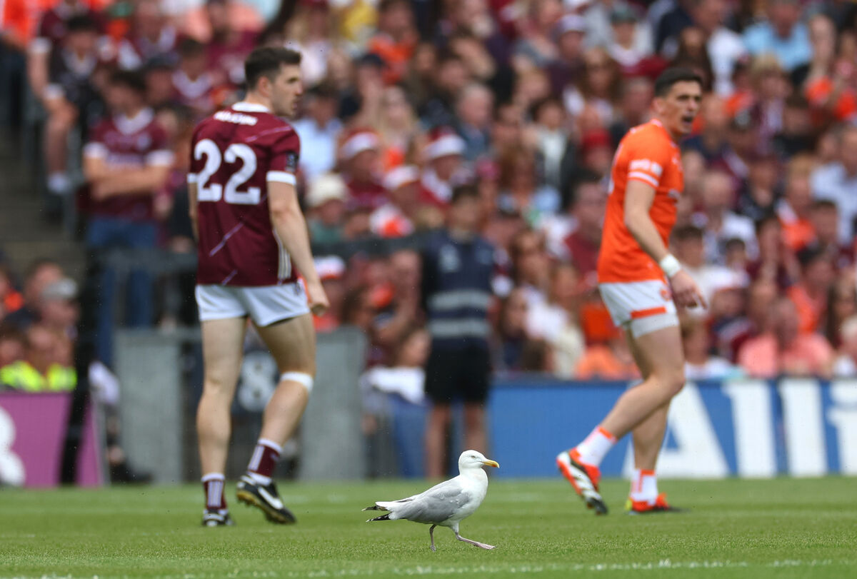 WING AND A PRAYER: An injured seagull on the pitch during the game. Pic: INPHO/James Crombie
