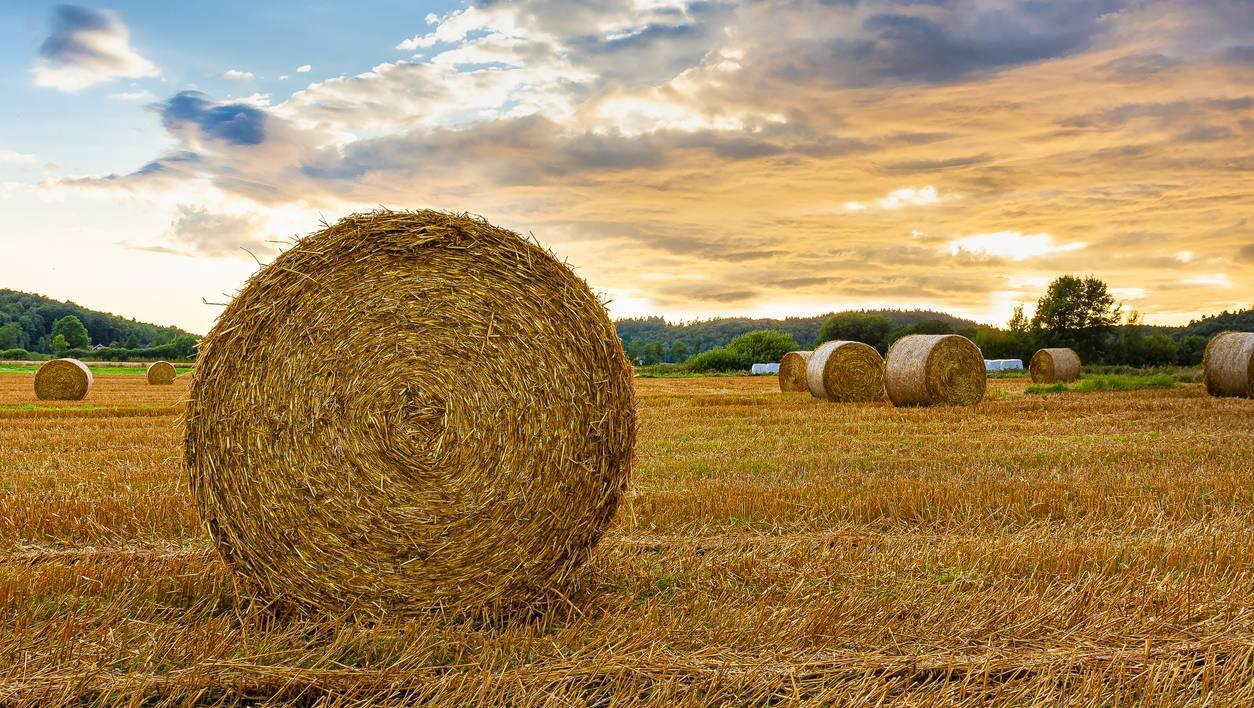 Details of new baling payment published by DAFM