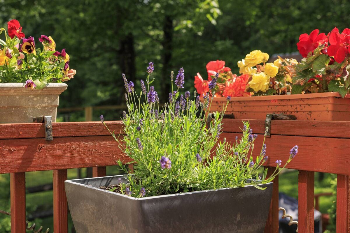 Raised beds can be an excellent way to flank a patio or paved area. 