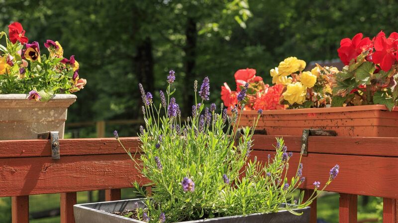 Peter Dowdall: Container gardening brings the dullest space to life