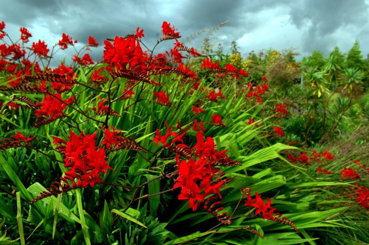 Crocosmia 'Lucifer' (red). This is closely related to montbretia though not all crocosmia are as invasive as montbretia. Pic Denis Scannell Crocosmia 'Lucifer' (red). This is closely related to montbretia though not all crocosmia are as invasive as montbretia. Pic Denis Scannell