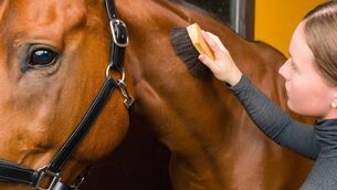 <p>Woman grooming horse in the stall, horizon format</p>